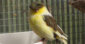 Gloster Canary: Loài chim kỳ lạ sở hữu “quả đầu moi” cực chất