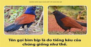 Chim bìm bịp – loài chim có thể giữ nhà thay chó