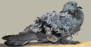 Chiêm ngưỡng loài chim bồ câu có bộ lông xoăn tít độc nhất vô nhị