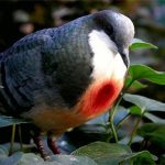 Sự thật về chim bồ câu luôn mang “vết thương giữa ngực”