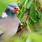 Mê mẩn anh đào chín mọng, bồ câu suýt chút nghẹn tắc cổ