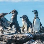 Số lượng chim không biết bay tăng kỷ lục ở Galapagos