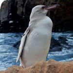 Phát hiện chim cánh cụt trắng đầu tiên ở Galapagos