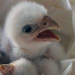 Chim cắt bạch tạng nghìn đô đoàn tụ với mẹ