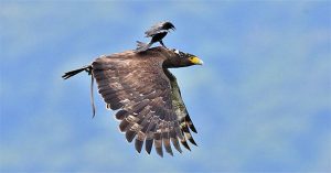 Chèo bẻo “cưỡi” chim săn mồi trên không