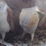 Video cận cảnh hoạt động trên tổ chim cú thu hút hàng chục nghìn lượt xem có gì?