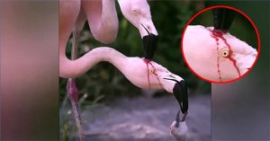 Sốc với clip hồng hạc mổ đầu nhau lấy máu nuôi con, nhưng lý do thật thì ai cũng cảm thấy xao xuyến