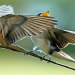 Hỏi dễ, khó trả lời: Tại sao chim hót?