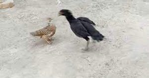 Chim sáo khiêu chiến với gà trống, cuộc chiến nảy lửa có kết quả ít ai ngờ đến