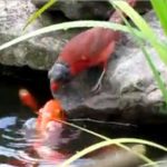 Chim sẻ mớm thức ăn cho đàn cá vàng