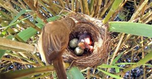 Chim tu hú – Bà mẹ bạc tình và đứa con sát thủ