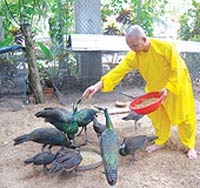 Bí quyết nhân giống chim công