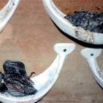 Nuôi chim yến trong nhà: Nghề “độc” ở Ninh Thuận