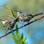 Chim Khướu Úc có thể sắp xếp âm thanh để truyền thông điệp như con người