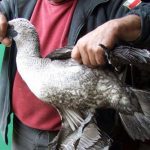 Chim biển chết hàng loạt tại Chile