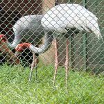 Phát hiện mẫu huyết thanh cò dương tính với H5N1