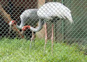 Phát hiện mẫu huyết thanh cò dương tính với H5N1