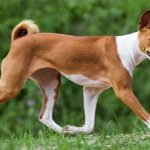 Loài chó không bao giờ sủa, khó đào tạo nhất nhì thế giới