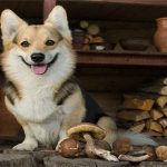 Chó có ăn được nấm không?