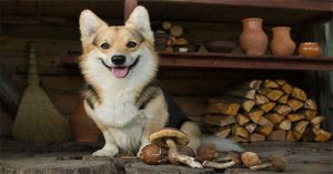 Chó có ăn được nấm không?