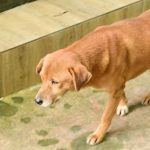 Chó bị triệt sản, suốt 3 tháng ngày nào cũng đến phòng khám thú y “bắt đền”