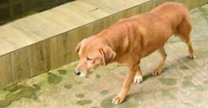 Chó bị triệt sản, suốt 3 tháng ngày nào cũng đến phòng khám thú y “bắt đền”