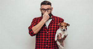 Vì sao chó thường bốc mùi khi lông bị ướt?