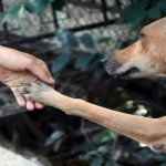 Vì sao loài vật lại cứu người?