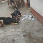 Chó Béc giê kịch chiến với ‘kỳ phùng địch thủ’ Rottweiler, kết cục ra sao?