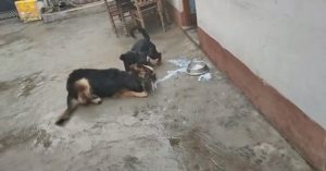 Chó Béc giê kịch chiến với ‘kỳ phùng địch thủ’ Rottweiler, kết cục ra sao?