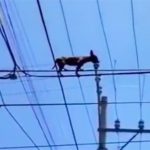 “Quàng thượng” nổi hứng đu dây điện, “sen” ngán ngẩm không hiểu sao lên nổi