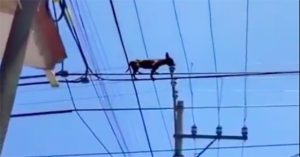 “Quàng thượng” nổi hứng đu dây điện, “sen” ngán ngẩm không hiểu sao lên nổi