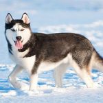 Những đặc điểm thú vị của giống chó Husky