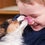 Vì sao chó thích liếm mặt chủ?