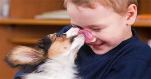 Vì sao chó thích liếm mặt chủ?