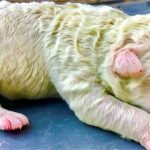 Chó con kỳ lạ sinh ra với bộ lông màu xanh lá