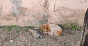 Ánh mắt chó mẹ đầy lo âu “cầu xin” sự giúp đỡ vì con sắp chết và cuối cùng phép màu đã xảy ra!