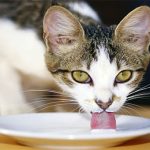 Liệu bạn có nên cho mèo uống sữa hay không?