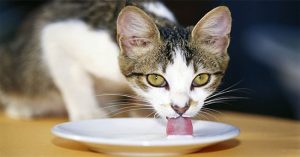 Liệu bạn có nên cho mèo uống sữa hay không?