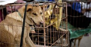 Ăn thịt chó – tập tục gây tranh cãi trong lịch sử