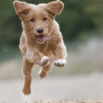 Tại sao chó mèo đột nhiên phấn khích bất thường?