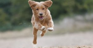 Tại sao chó mèo đột nhiên phấn khích bất thường?