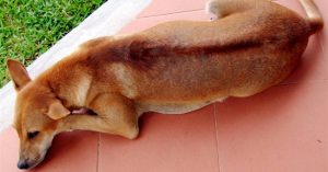 Chó Phú Quốc: Huyền thoại và sự thật