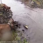 Chó Pitbull tử chiến nảy lửa với cá sấu và cái kết không ngờ