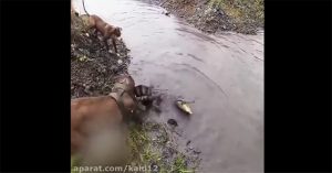 Chó Pitbull tử chiến nảy lửa với cá sấu và cái kết không ngờ