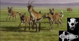 Mộ phần người khác loài và “quái thú” 1,8 triệu tuổi: Lịch sử thay đổi?