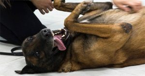 Tại sao chó thích được xoa bụng, còn mèo thì không?