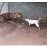 Cả gan trêu đùa hổ dữ, chó Dogo nhận kết cục bi thảm
