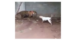 Cả gan trêu đùa hổ dữ, chó Dogo nhận kết cục bi thảm