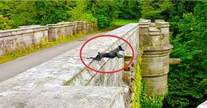 Cầu tự sát của chó ở Scotland